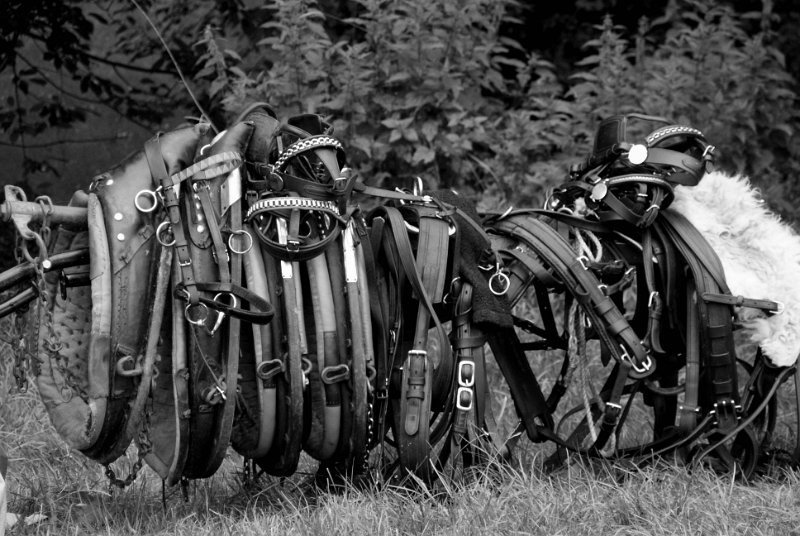 PferdezeugsSW.jpg - SONY DSC